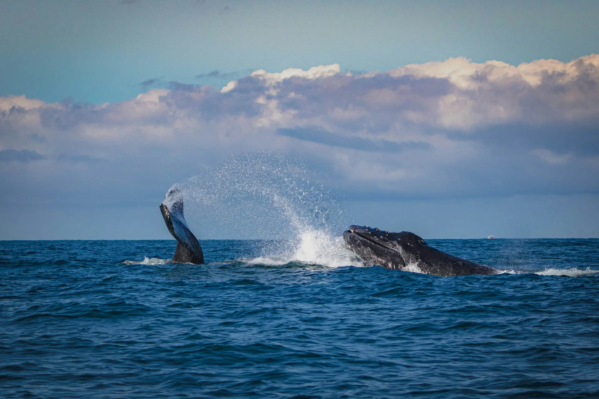 whale watching season cape town the bliss collection humpback whales53