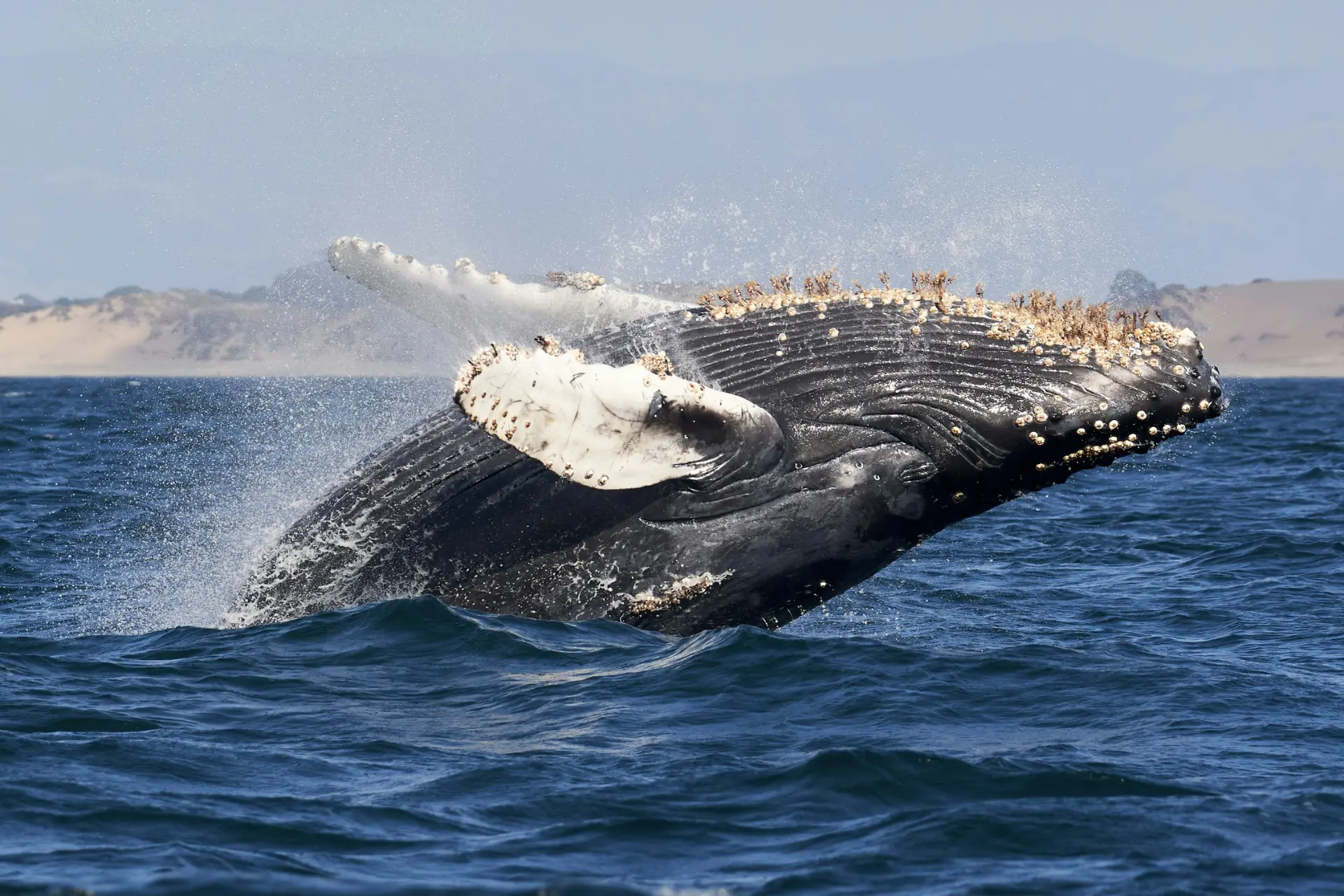 whale watching season cape town the bliss collection humpback whales54